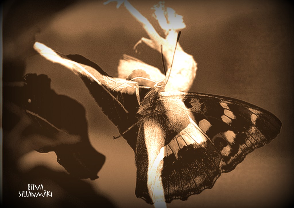 WIngs of a Butterfly - seepia
