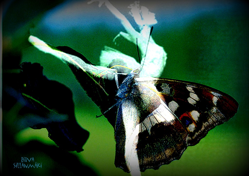 wings of a Butterfly - Green