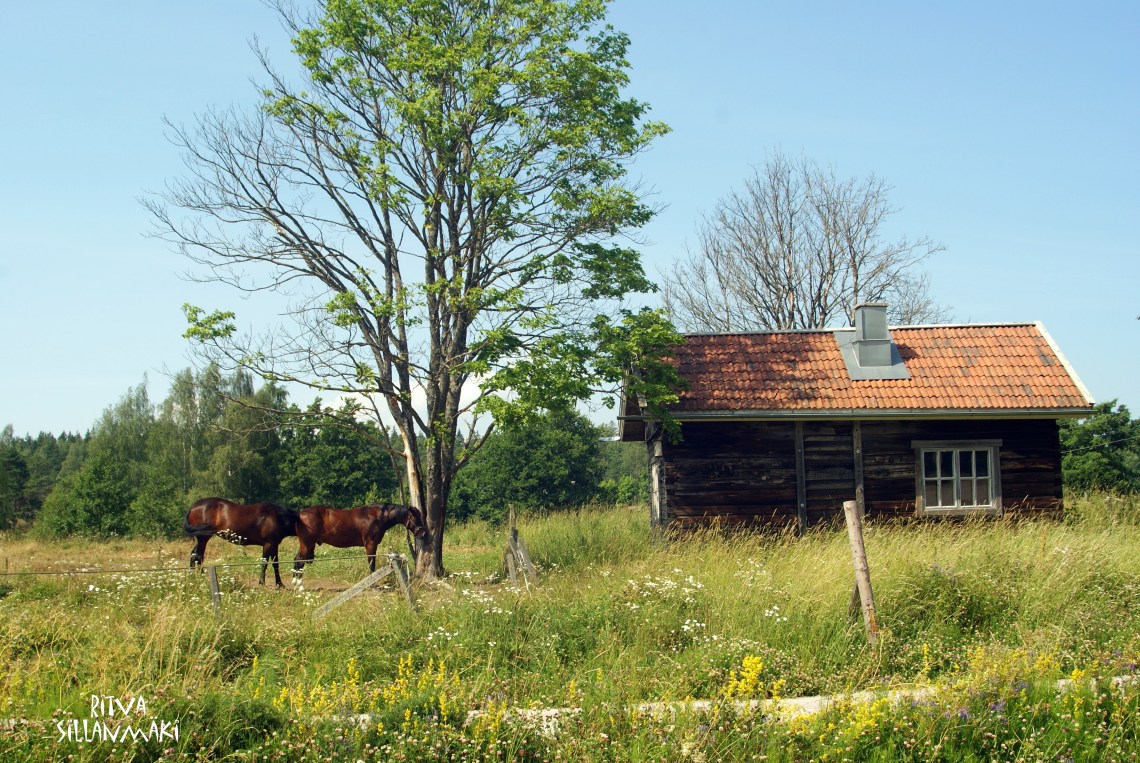Porkkalanniemi - horses