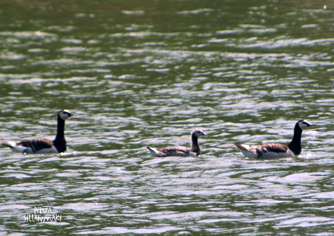 Porkkalanniemi Birds