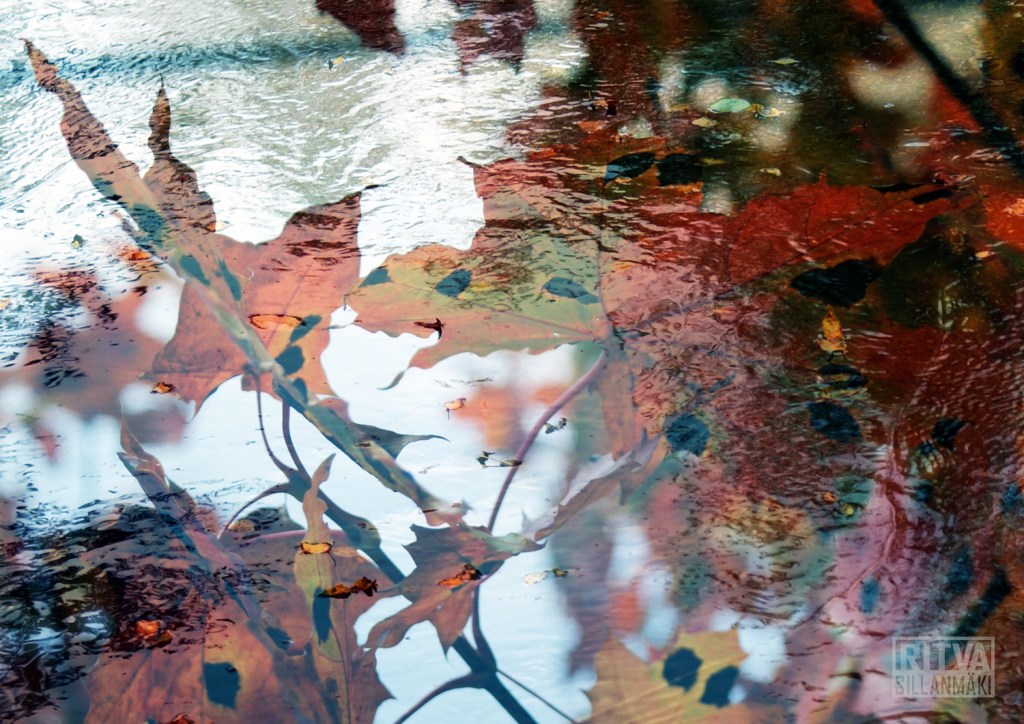 orange leaves in water - original
