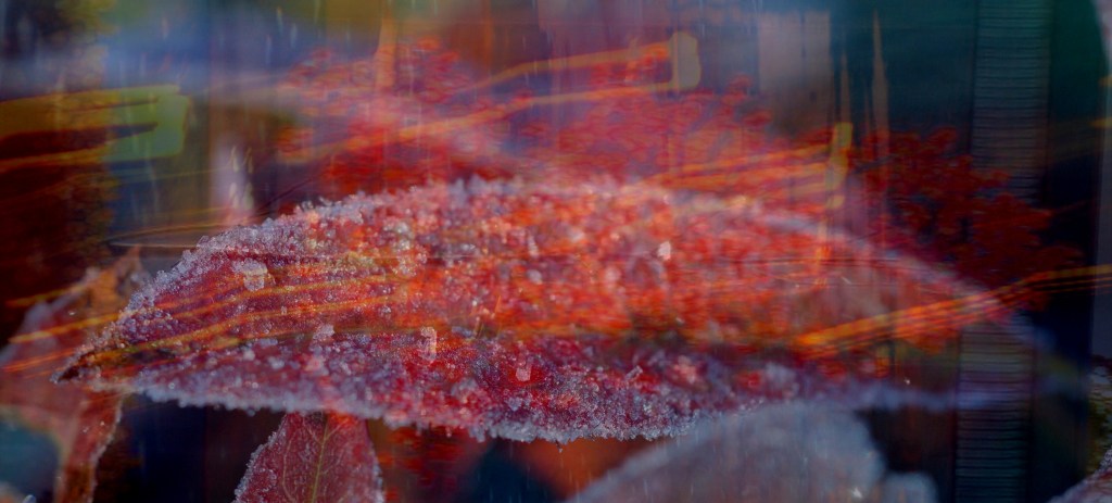 2013-10-20 ensi pakkanen, ruusu ja lehdet