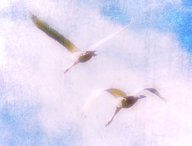 Flying swans (2)